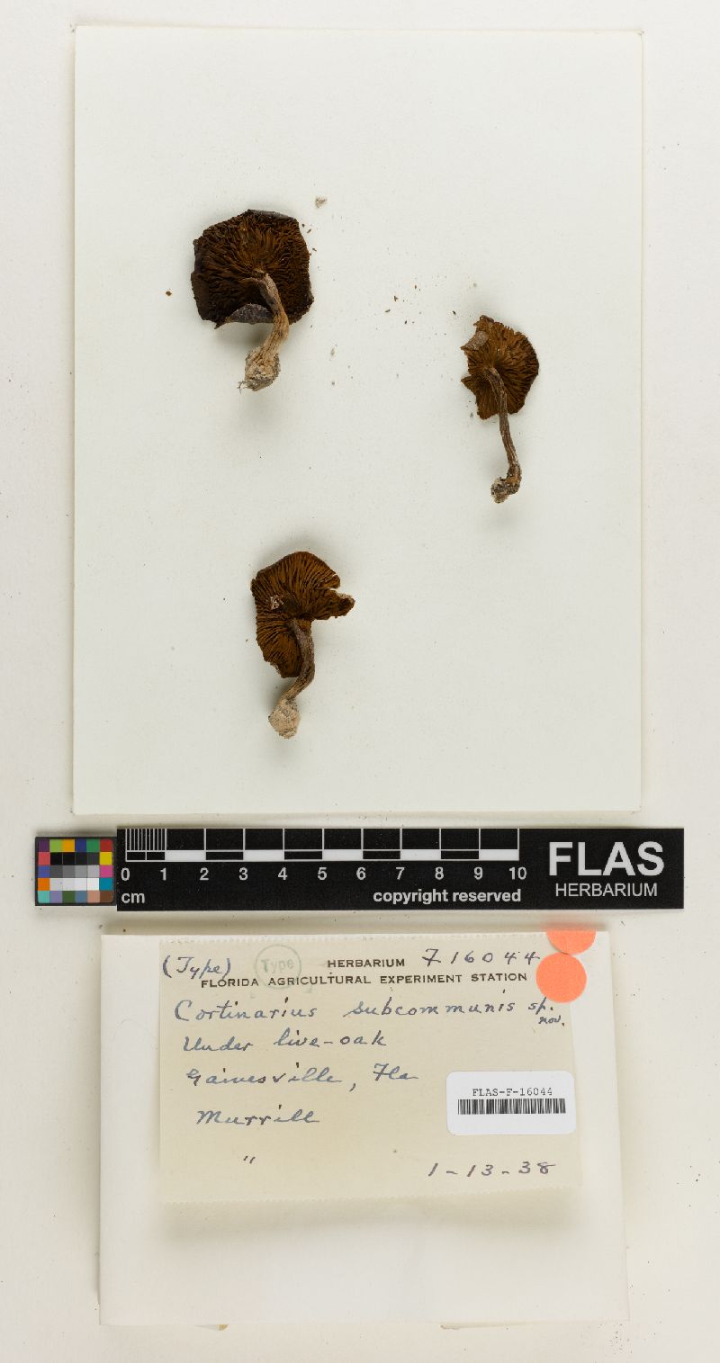 Cortinarius subcommunis image