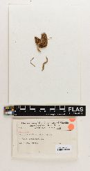 Lepiota roseola image