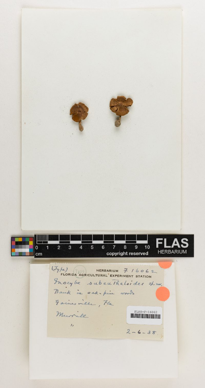 Inocybe subeutheloides image