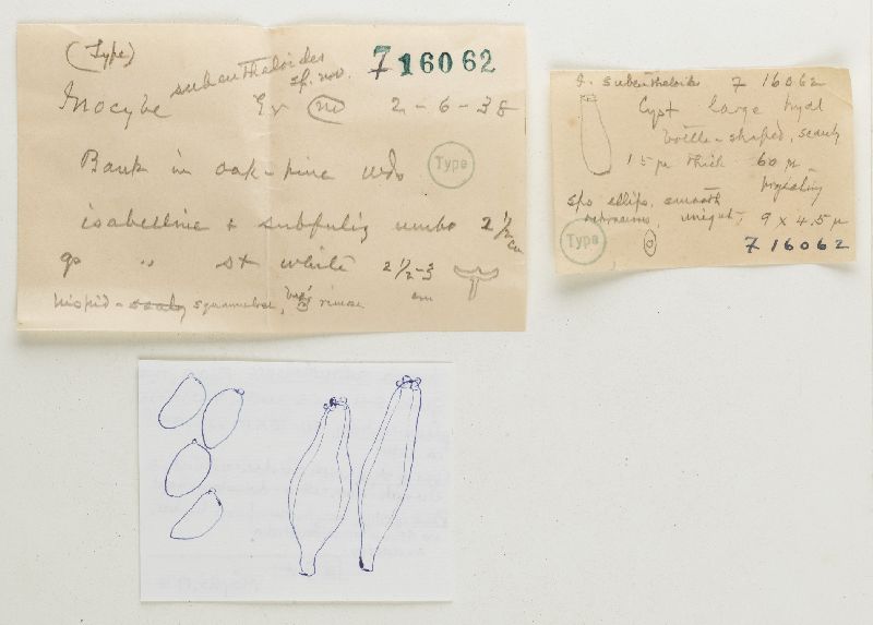 Inocybe subeutheloides image