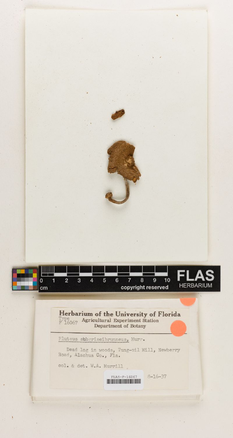 Pluteus subgriseibrunneus image