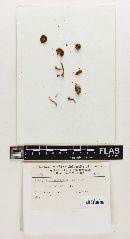 Inocybe subnodulosa image