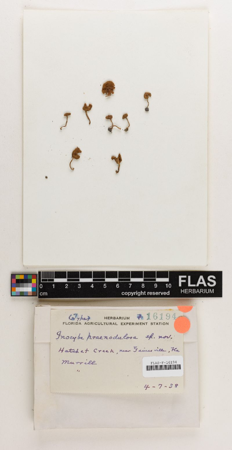 Inocybe praenodulosa image