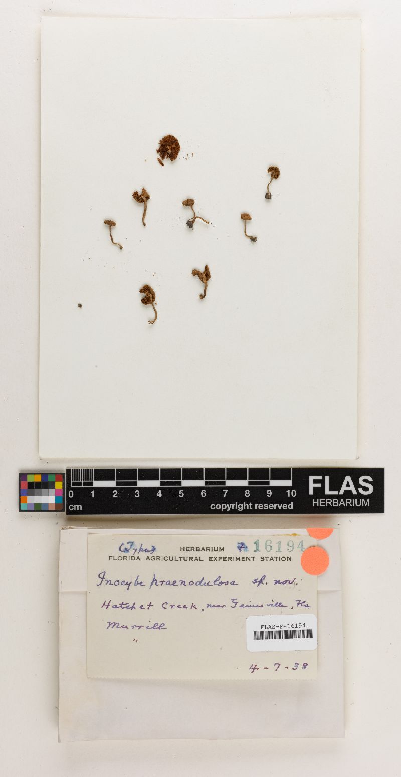 Inocybe praenodulosa image