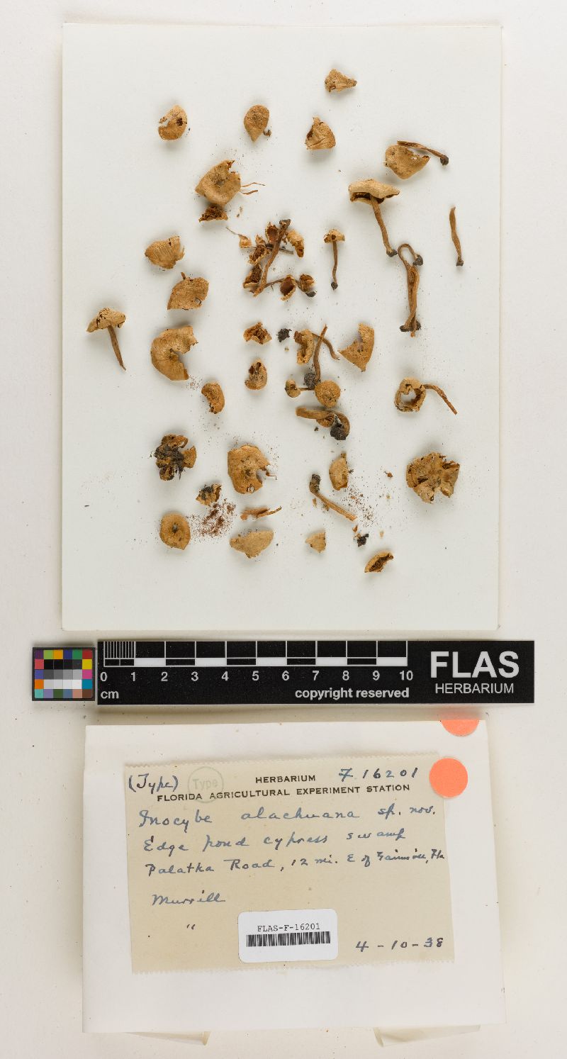 Inocybe alachuana image