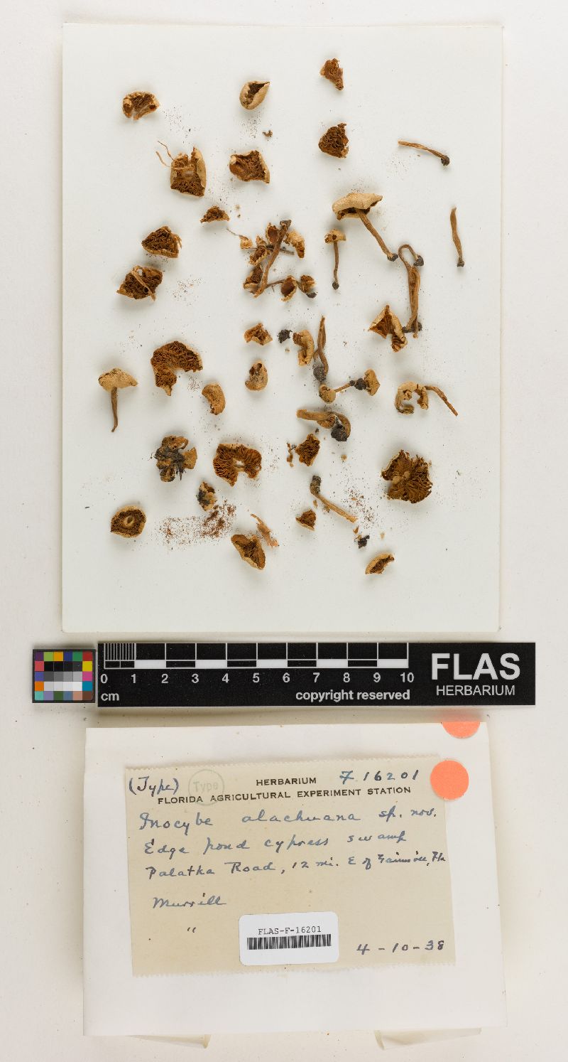 Inocybe alachuana image