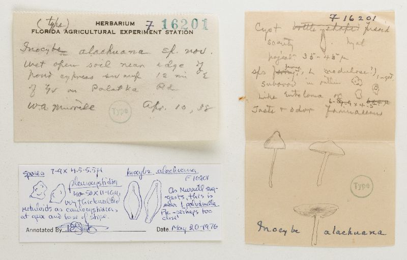 Inocybe alachuana image