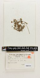 Omphalia floridana image