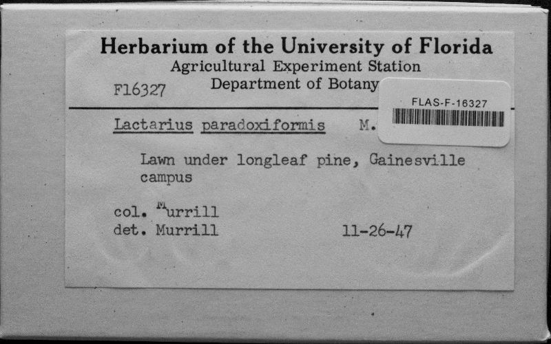 Lactarius paradoxiformis image