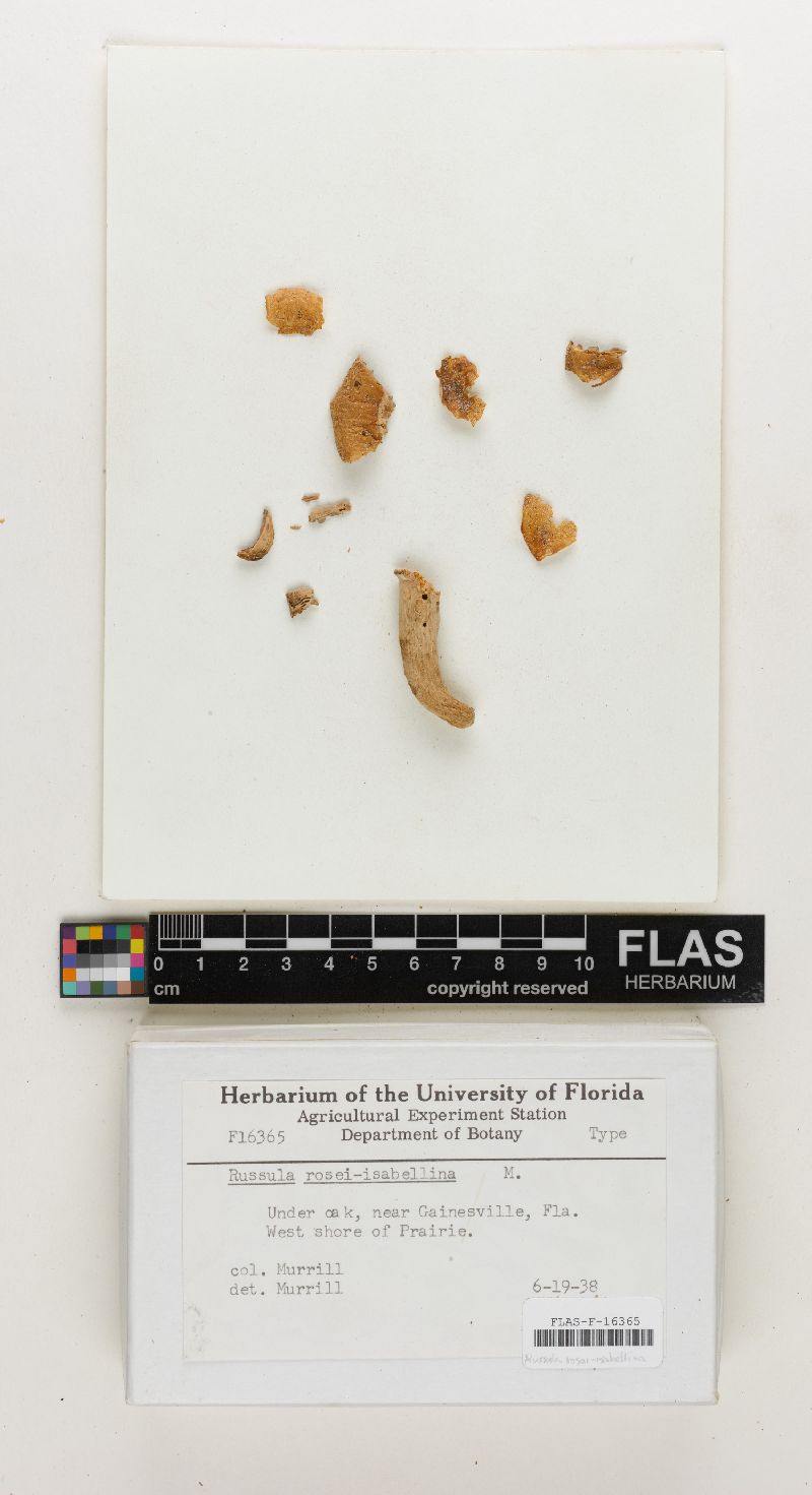 Russula rosei-isabellina image