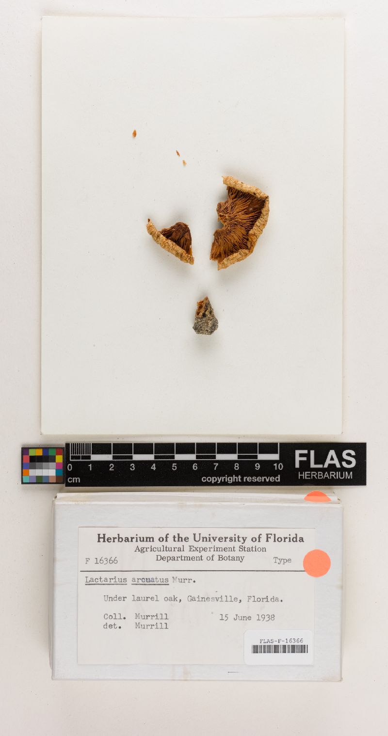 Lactarius arcuatus image
