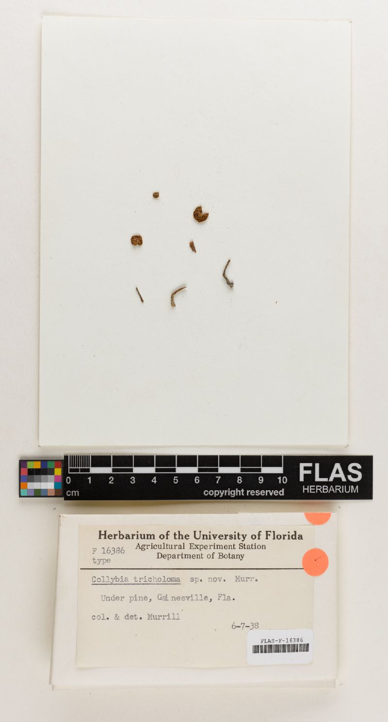 Collybia tricholoma image