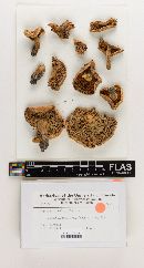 Russula subalbidula image