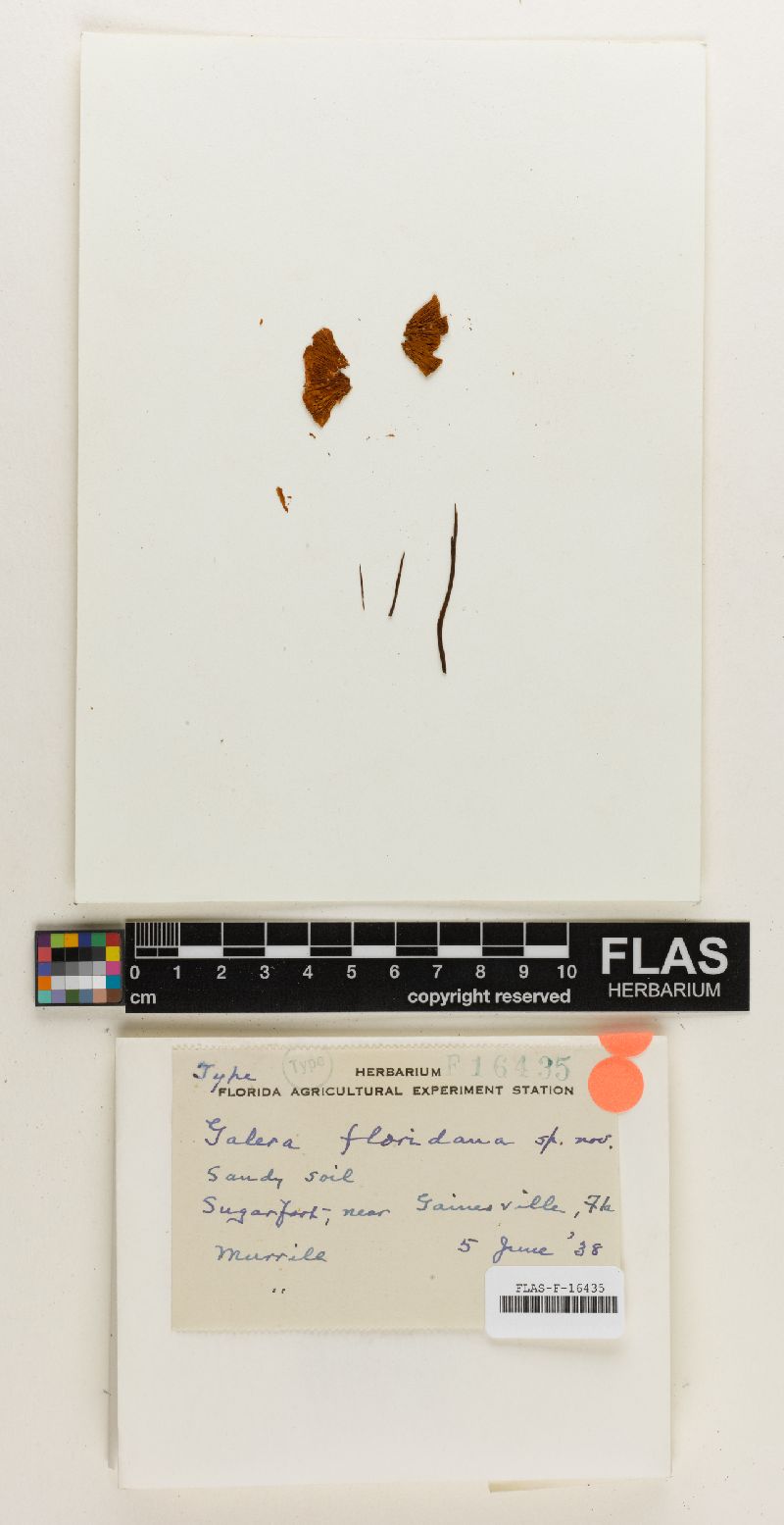 Galerula floridana image