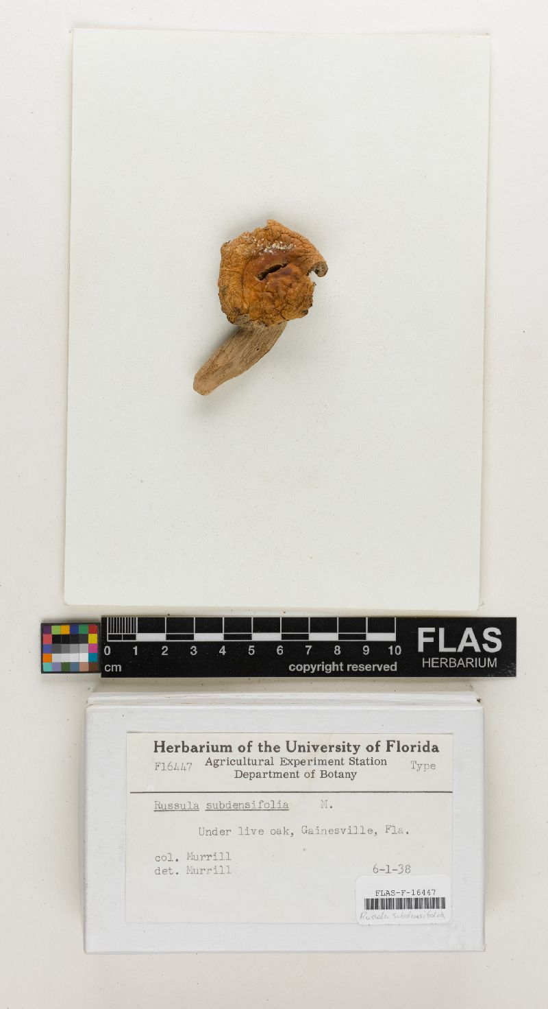 Russula subdensifolia image
