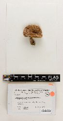 Ceriomyces flavimarginatus image