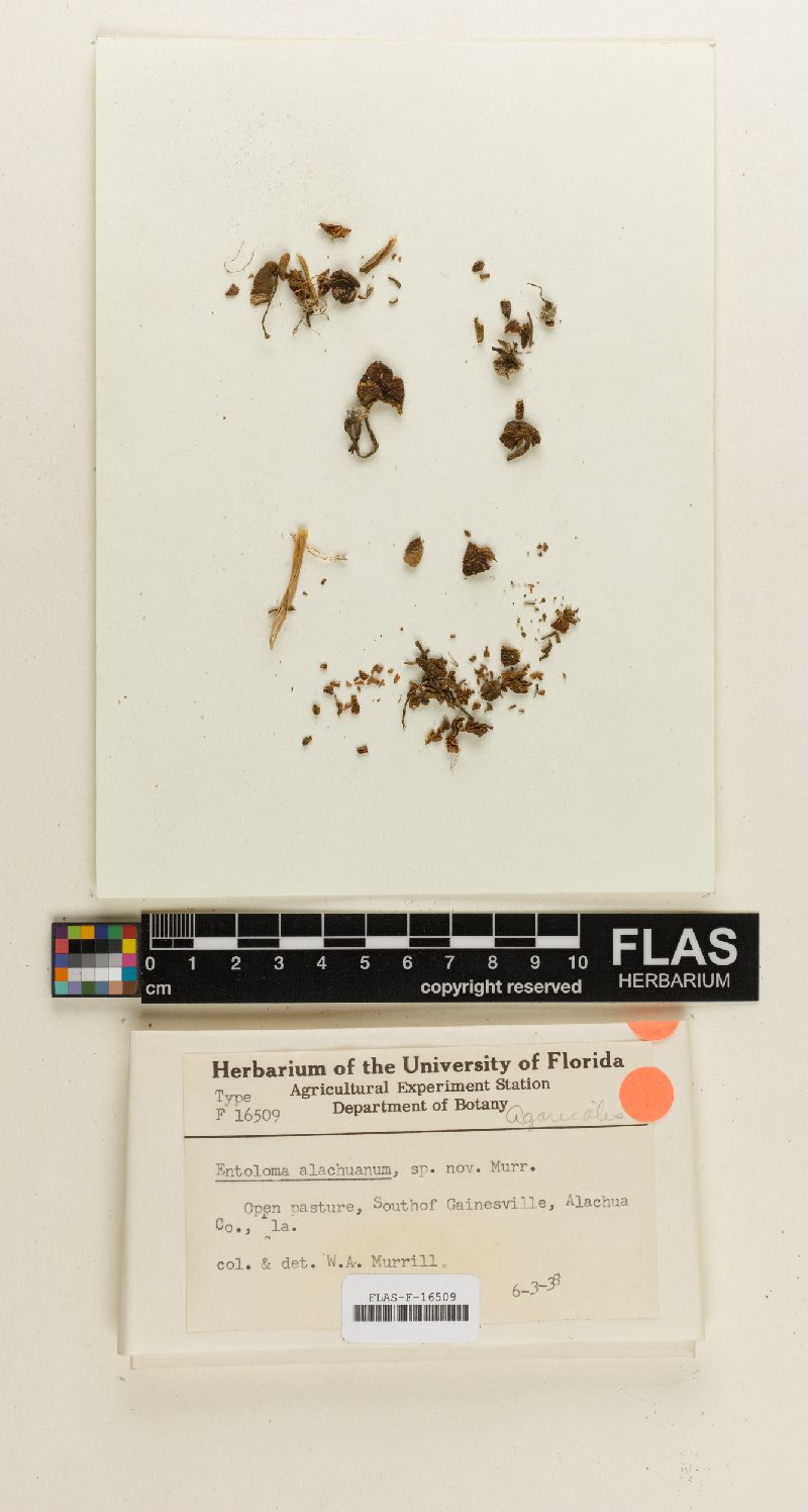 Entoloma alachuanum image