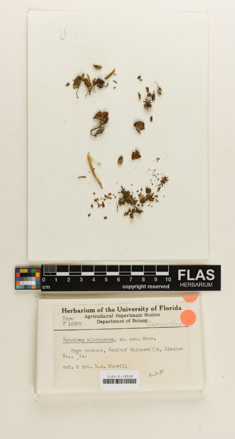 Entoloma alachuanum image