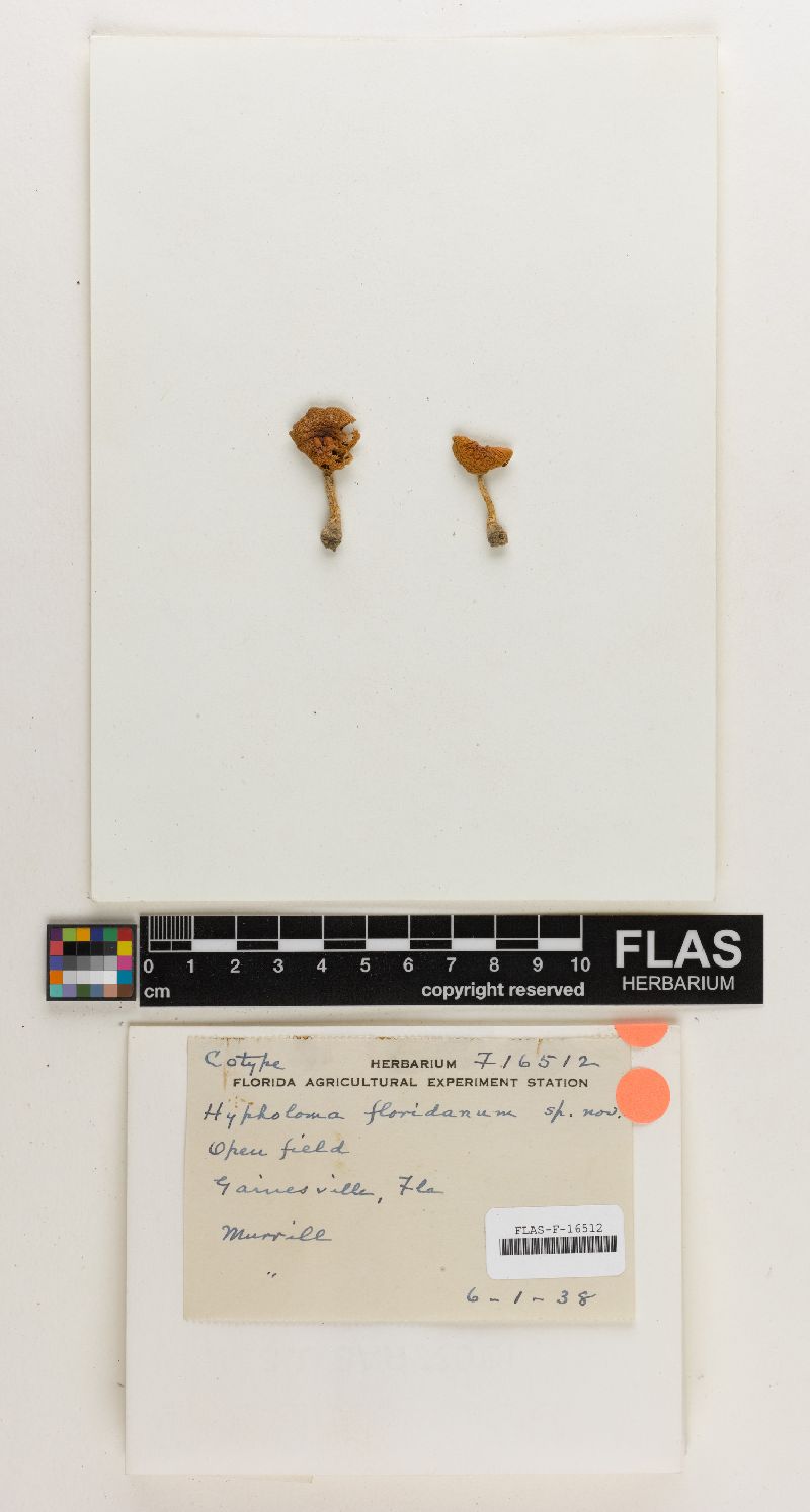 Hypholoma floridanum image