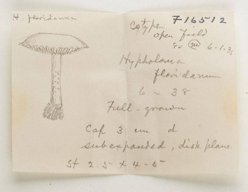 Hypholoma floridanum image