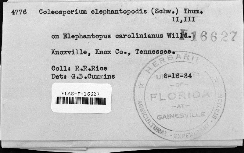 Coleosporium elephantopodis image