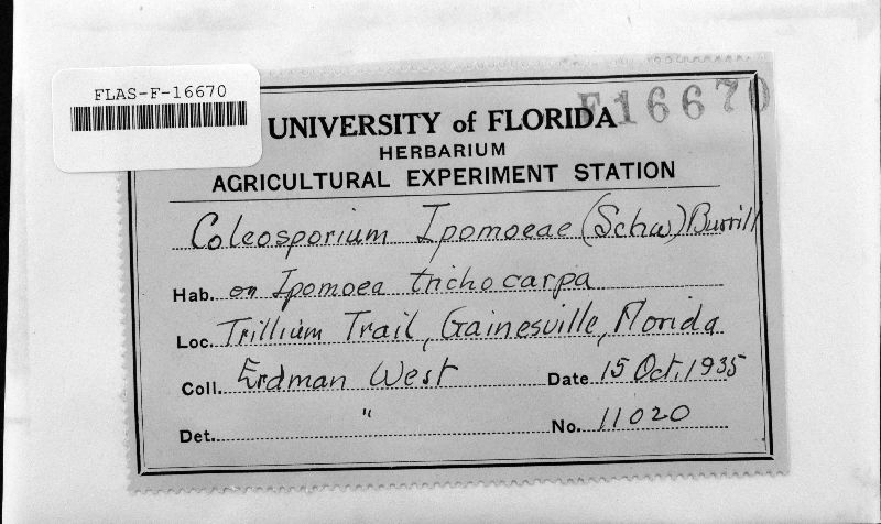 Coleosporium ipomoeae image