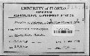 Uromyces proëminens image