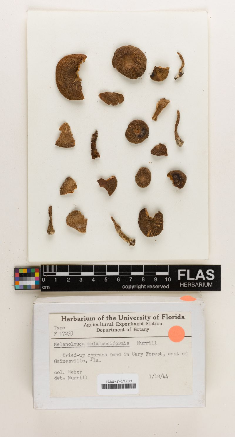 Melanoleuca melaleuciformis image