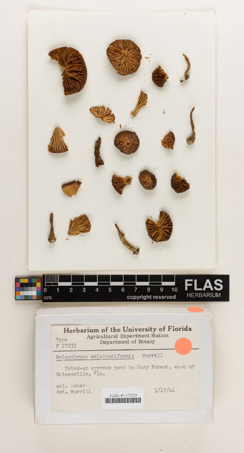 Melanoleuca melaleuciformis image