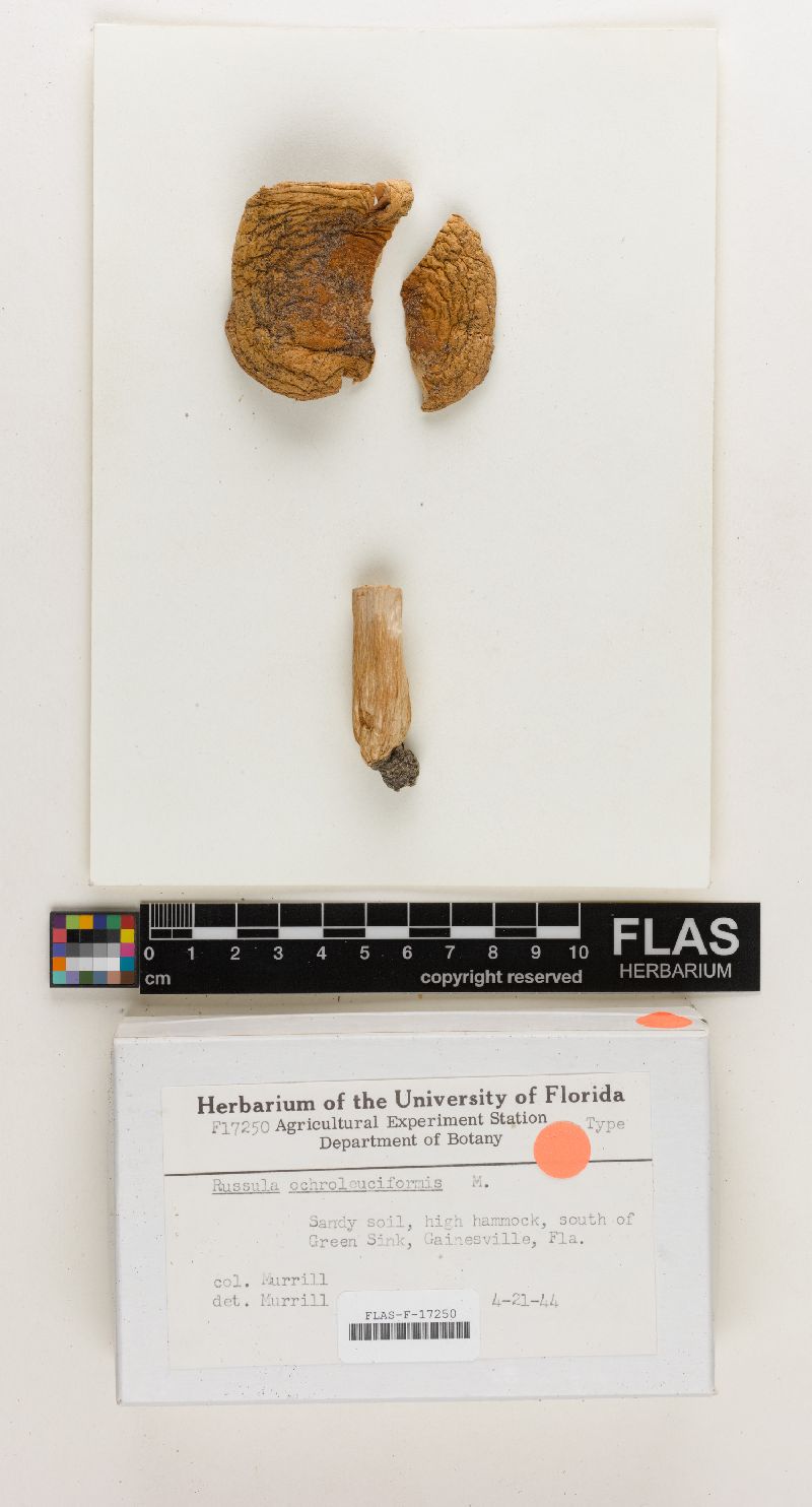 Russula ochroleuciformis image