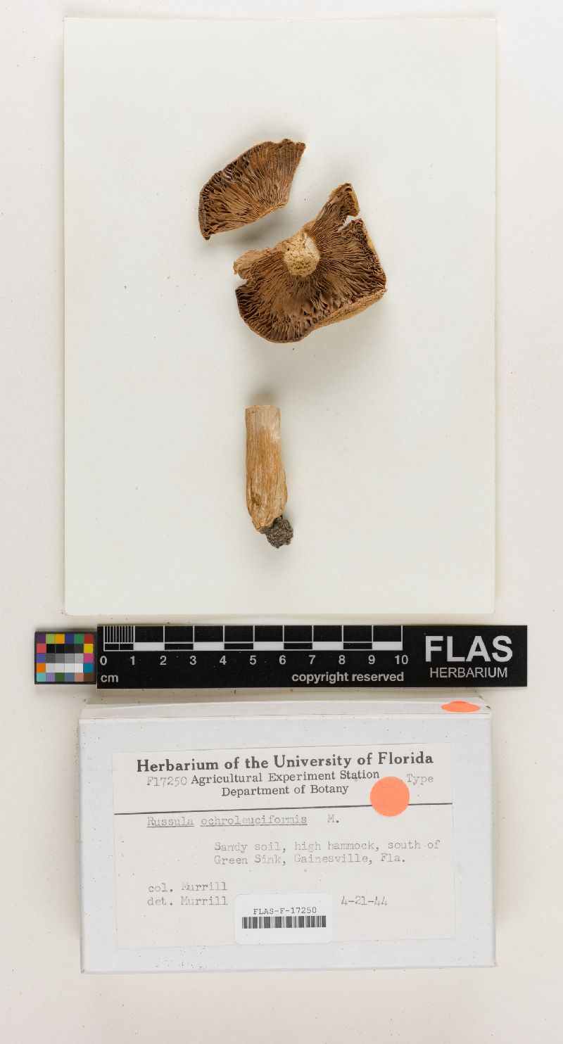 Russula ochroleuciformis image