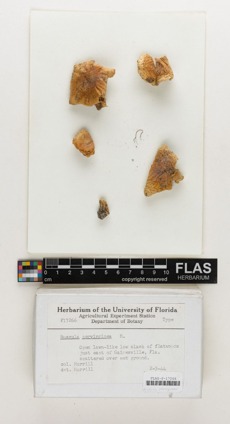 Russula pervirginea image