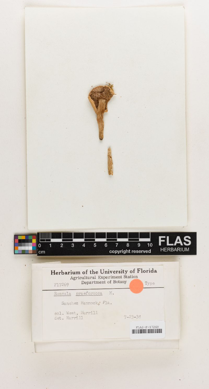 Russula praeformosa image