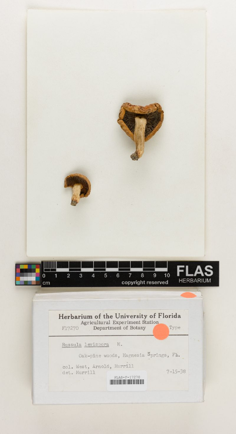 Russula levispora image