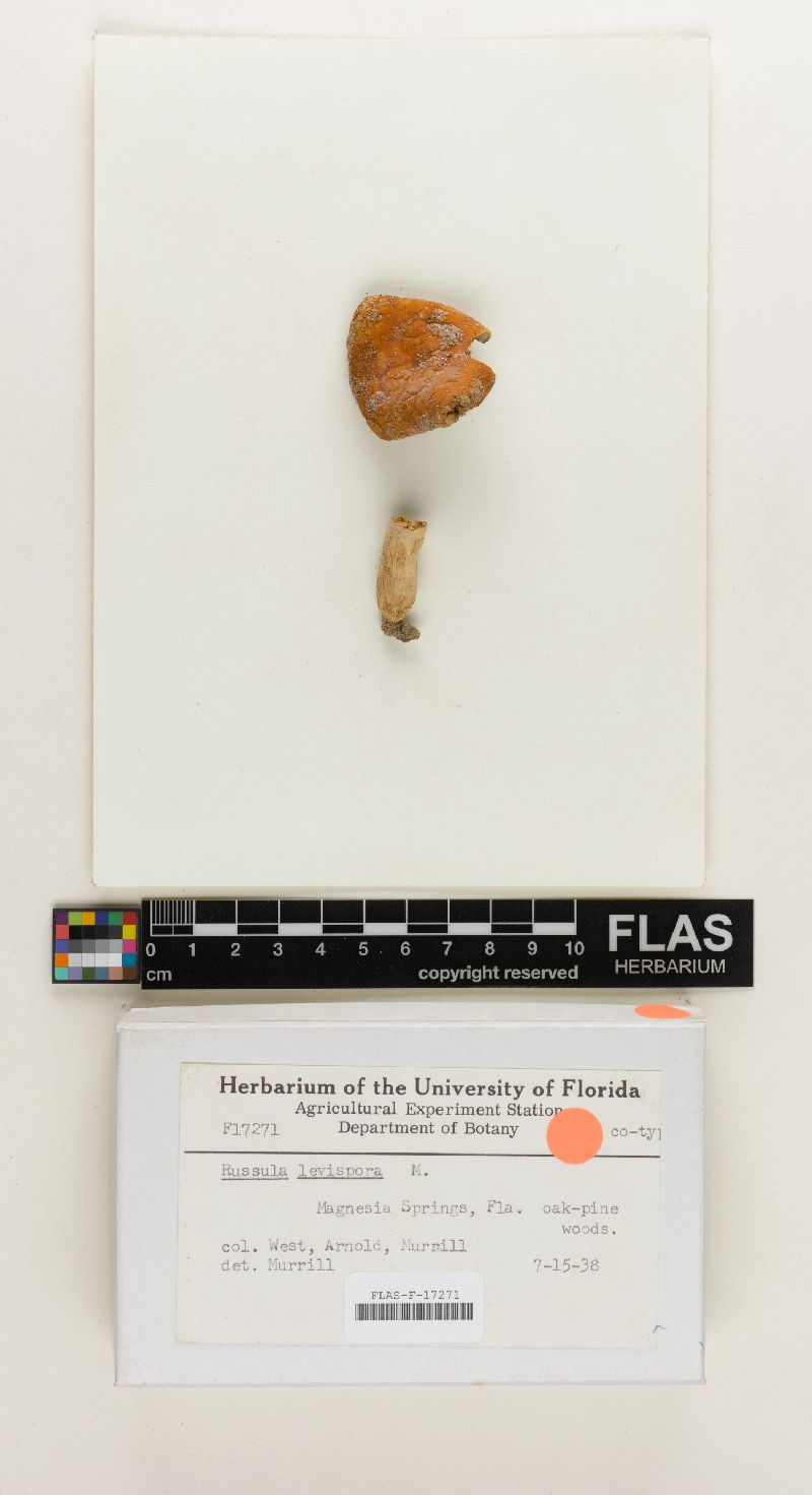 Russula levispora image