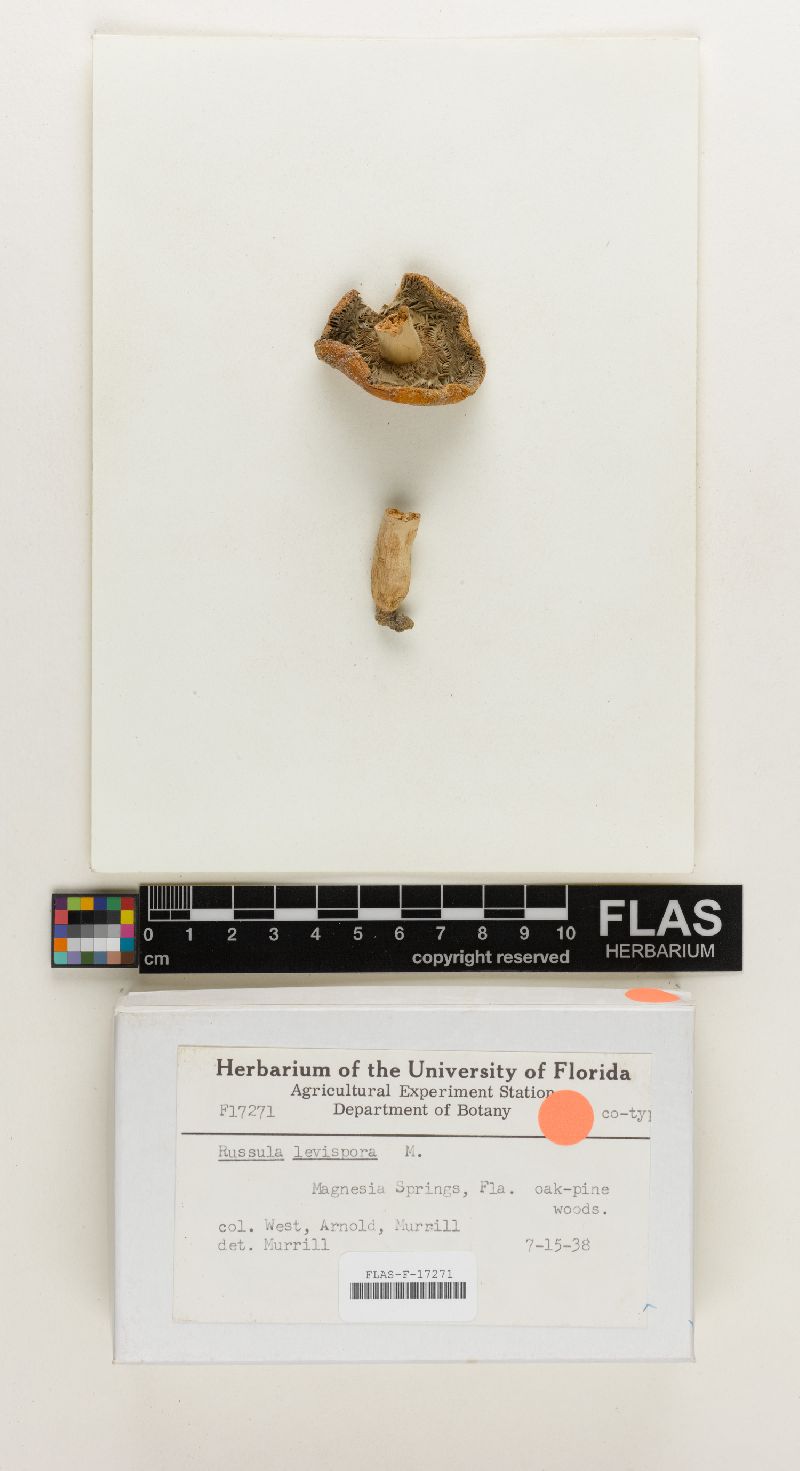 Russula levispora image