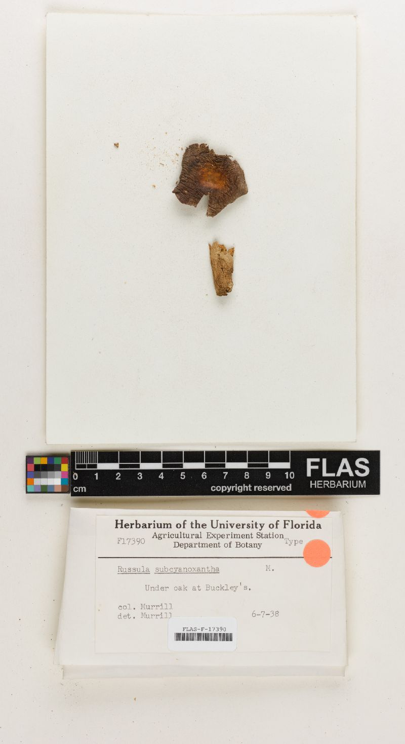 Russula subcyanoxantha image