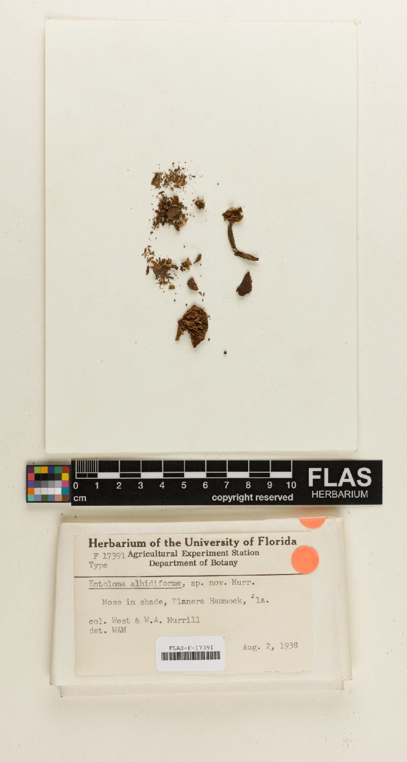 Entoloma albidiforme image