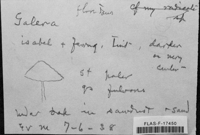 Galera floridana image