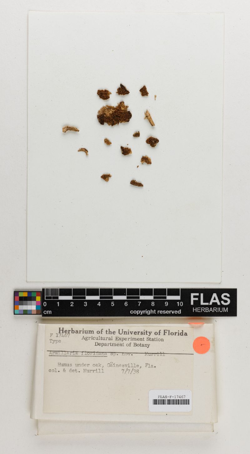 Armillaria floridana image
