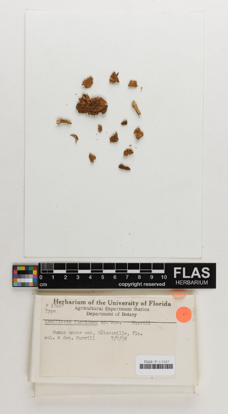 Armillaria floridana image