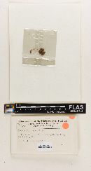 Pluteus floridanus image