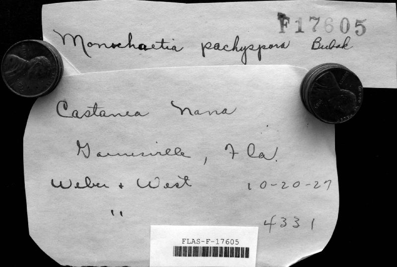 Monochaetia pachyspora image