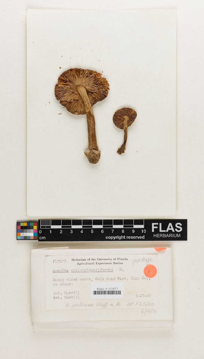 Amanita cylindrisporiformis image
