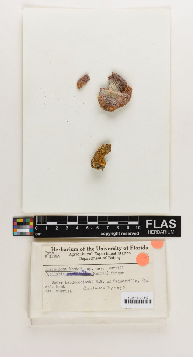 Tricholoma westii image