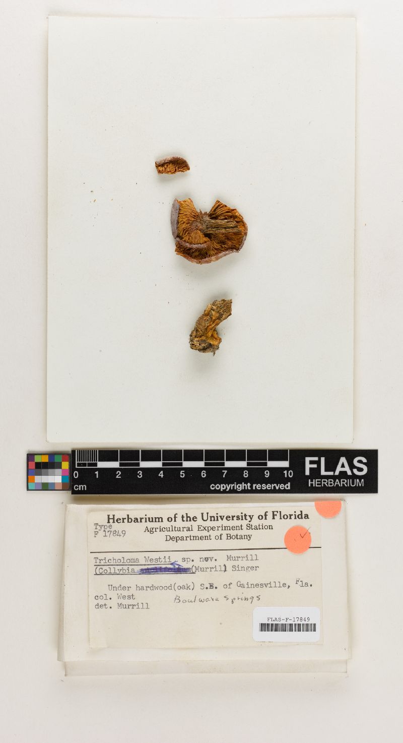 Tricholoma westii image
