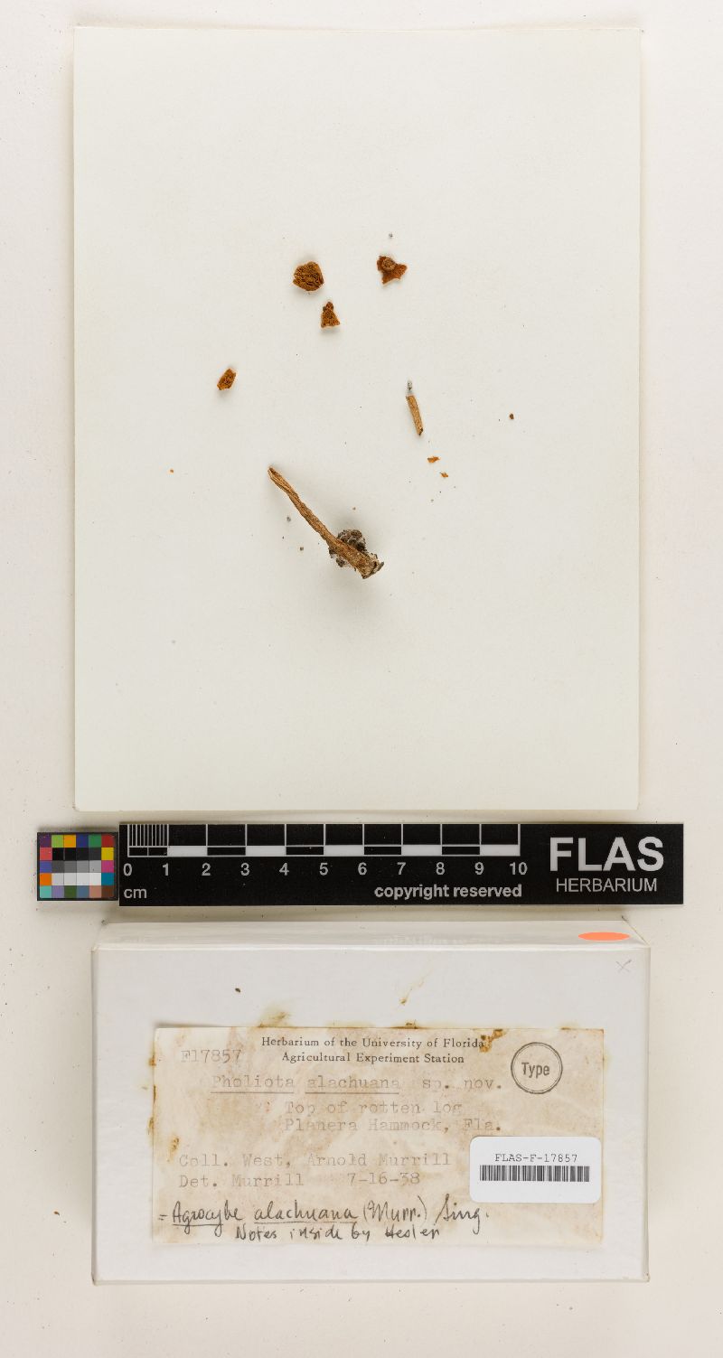 Pholiota alachuana image