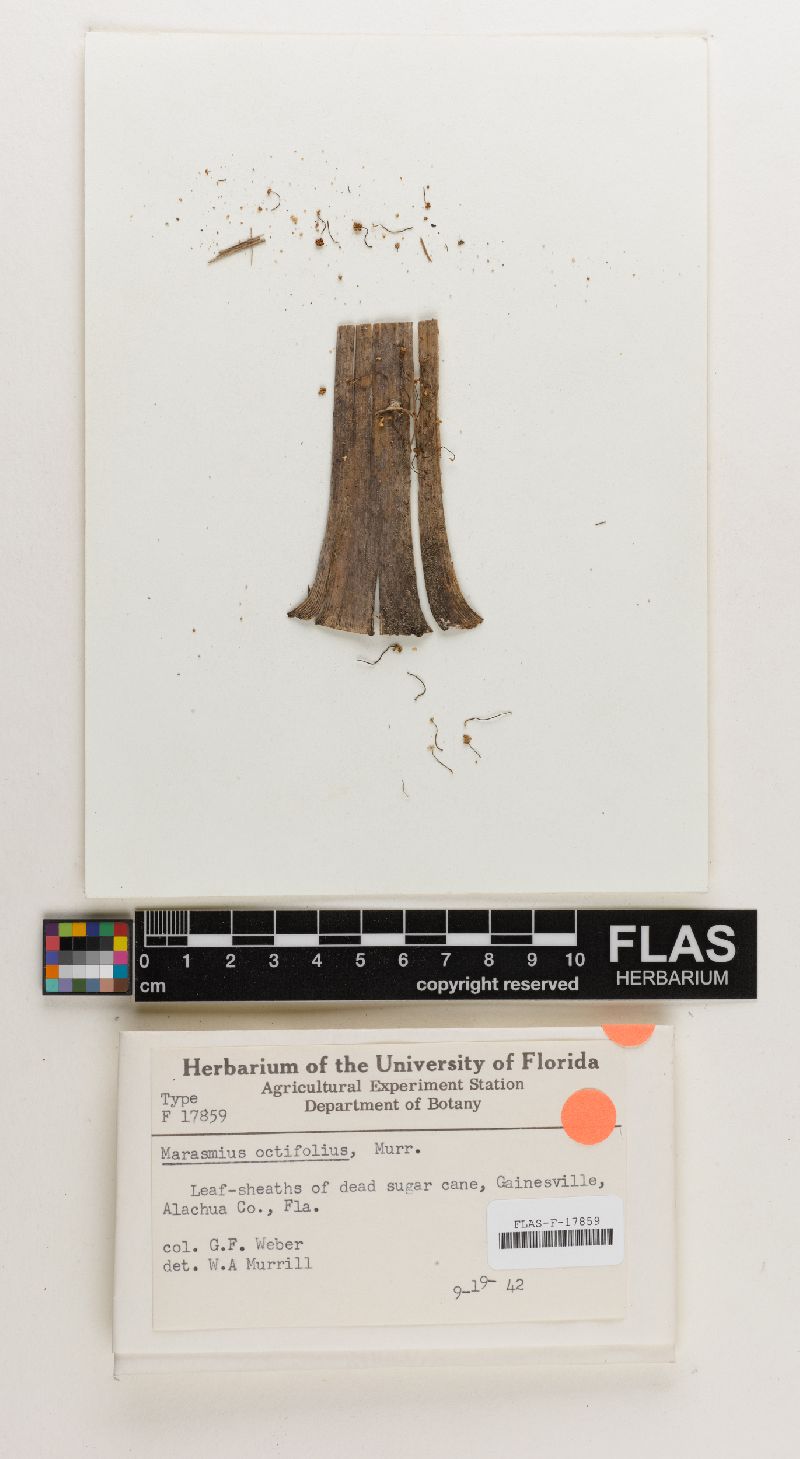 Marasmius octifolius image