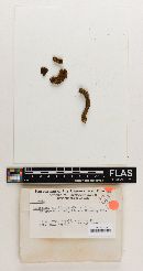 Boletellus pictiformis image