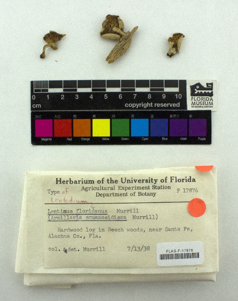 Lentinus floridanus image